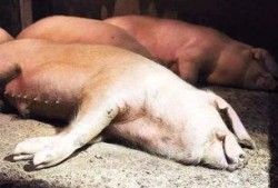 甘肃猪瘟最新爆料,防控措施升级，养殖户忧心忡忡